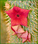 Hoodia P57